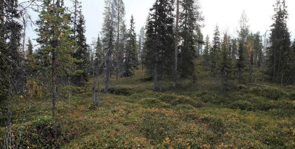 YLI-HEIKINJÄRVEN RANTA-ASEMAKAAVA 7