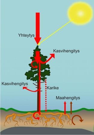 Hiilen varastoituminen maahan http://www.hiilipuu.