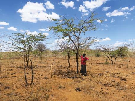 41. Metsityksellä monipuolisempia elinkeinoja Länsi-Keniassa on hyvin tuloksin käytetty metsitysmenetelmää, joka perustuu olemassa olevien kotoperäisten puiden lisäämisen vesomalla.