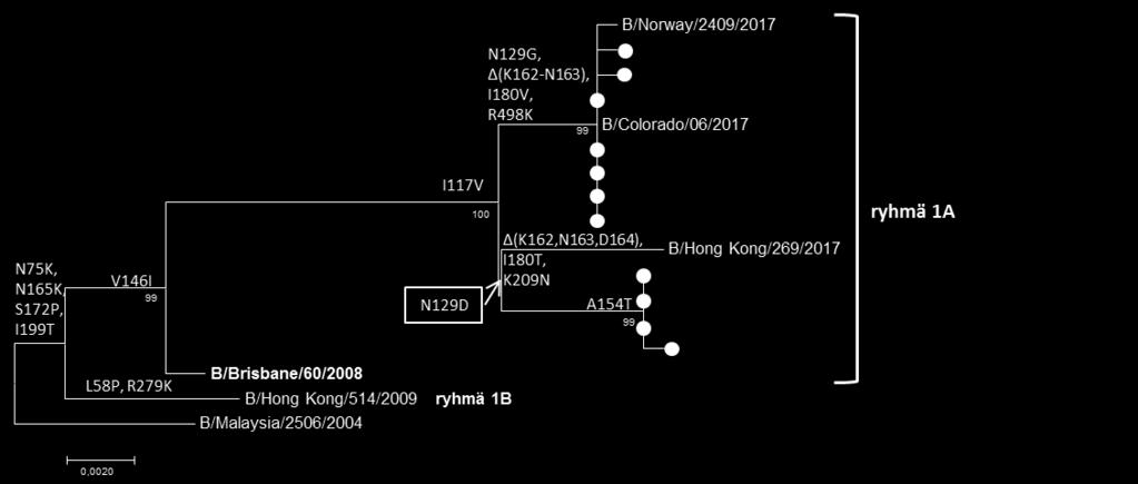 Kuva 18. Suomessa todettujen influenssa B/Victoria -virusten (n=11) HA-geenin (1713 nukleotidiä) sukulaisuus rokote- ja referenssiviruksiin. Sukupuun merkinnät kuten kuvassa 15.