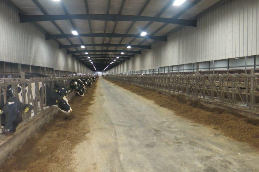 Larson Acres Vuonna 1996 tilalla 150 lehmän parsinavetta. 1998 rakennettiin uusi pihatto 600 lehmälle sekä 2 x 22 takaalypsyasema. Vuonna 2000 tätä laajennettiin toisella 600 lehmän hallilla.