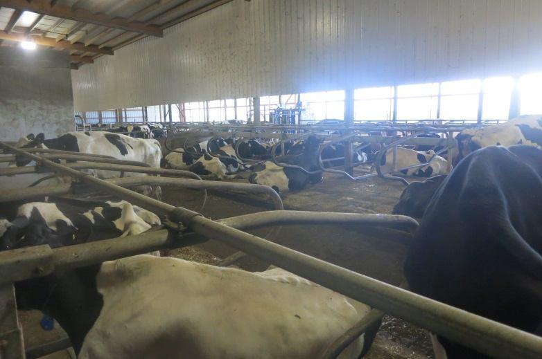 Lehmät siemennetään parsissa ja ne umpeutetaan suoraan siirtämällä toiseen navettaan. Tulehdustilanteessa käytetään tuubia.
