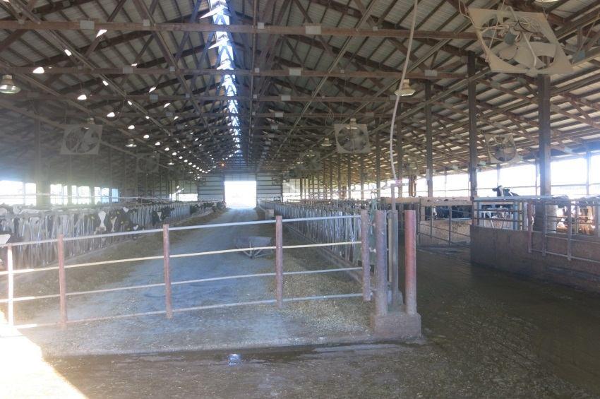 So Fine Bovines Tila on kahden tilan yhteisnavetta, lehmiä on yhteensä 670. Tuotos on korkea, 43 45 l / lehmä / päivä. Lehmät lypsetään 3 kertaa päivässä 2 x 10 Surge lypsyasemalla.