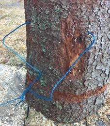 Ripustuslangan ja puun väliin on syytä laitta palikat puunrungon vaurioitumisen