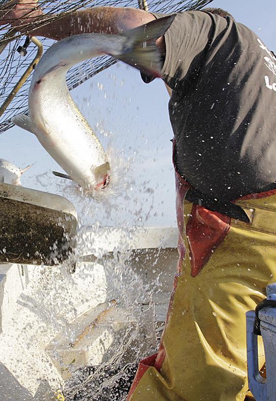 Kalastuslaki 36 8 kaupalliseen kalastukseen soveltuvien pyydysten määritys Laki ei anna suuntaviivoja, miten tämä tulisi tehdä Lähtökohtana kalakantojen kestävä pyynti Pyydystyypin soveltuvuus on