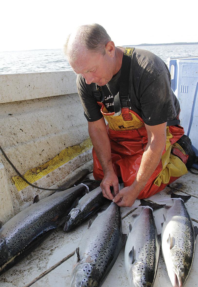 Kalastuslaki 14 kaupallisesta kalastuksesta kalastusoikeuden haltijoille maksettava korvaus Laki: : Kaupallisen kalastajan on 13 :ssä tarkoitetun luvan saatuaan maksettava kalenterivuosittain