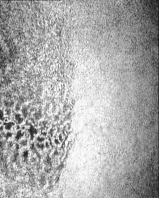 fosfaattipuskuriliuos 1 mm. Kuvien koko on 400 600 µm.