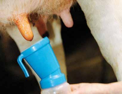 DeLaval vedinhoitoaineet Paras vakuutus vetimille Vuosien saatossa maidontuotantoon on kehitetty monia uusia ratkaisuja tuotannon tehostamiseksi.