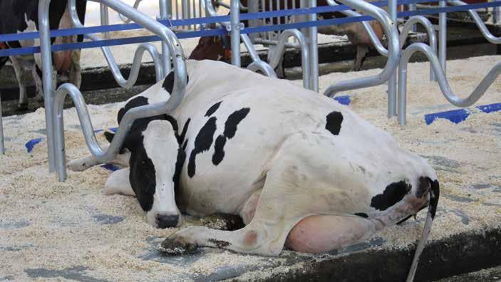 Oikein mitoitettu ja muotoiltu parsi ohjaa lehmää makaamaan