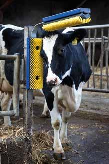 Lisäbonus lisääntyneen maitotuotoksen ja vähentyneiden eläinlääkärikustannusten muodossa