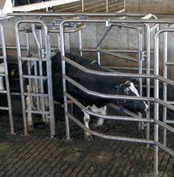 Lehmät voidaan Lehmien manuaalinen erottelu niiden ryhmittelemiseksi ruokintaa ja siemennystä, tiineystarkastuksia, rokotuksia ja muita hoitoja varten vaatii paljon aikaa ja työtä.