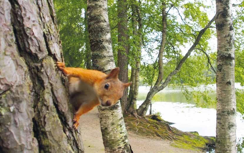 Tue Suomen Kuurosokeat ry:n toimintaa Voit tukea toimintaamme itsellesi sopivalla tavalla: - tule mukaan vapaaehtoistoimintaan - tee kertalahjoitus - tee testamenttilahjoitus - tee