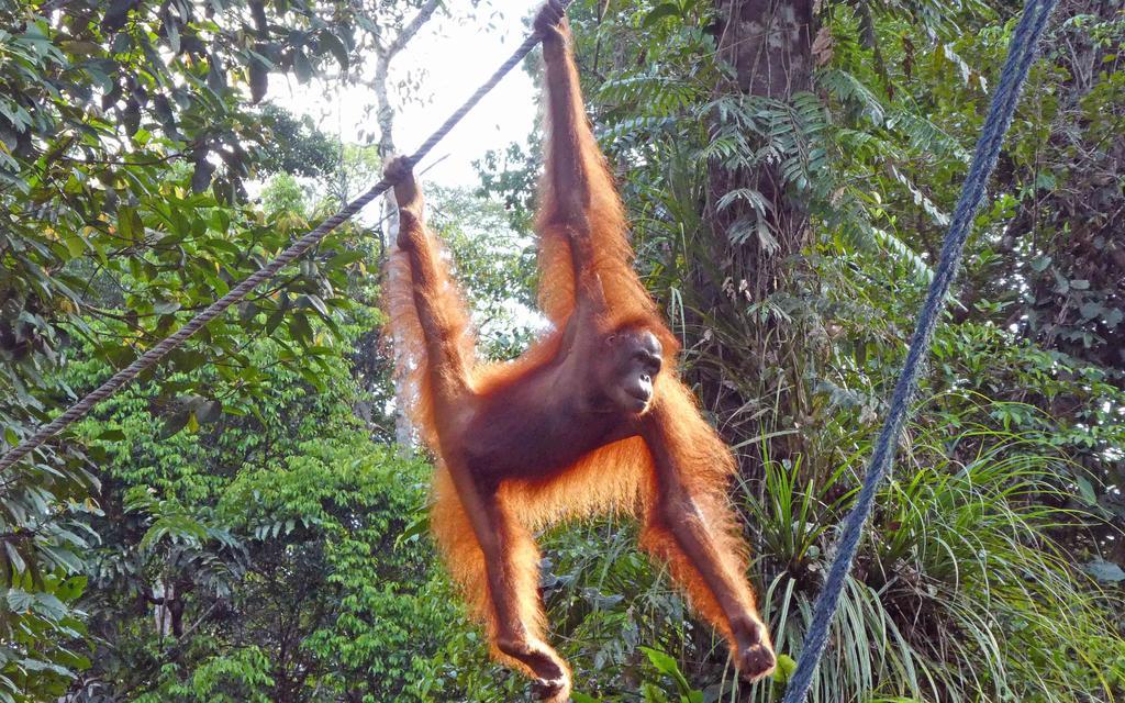 Maailman kolmanneksi suurimman saaren Borneon ainutlaatuinen luonto kotoperäisine kasvi- ja eläinlajeineen sekä saarella elävien alkuperäisheimojen perinteet luovat kiehtovat puitteet