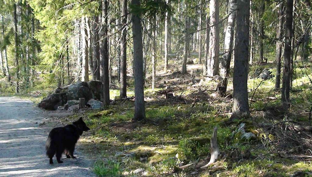 27 annetaan perustamispäätöksessä ja hoito- ja käyttösuunnitelmassa (MRL 70 ). Kansalliseen kaupunkipuistoon liittyy usein merkittäviä ja kunnan asukkaille tärkeitä metsäisiä virkistysalueita.