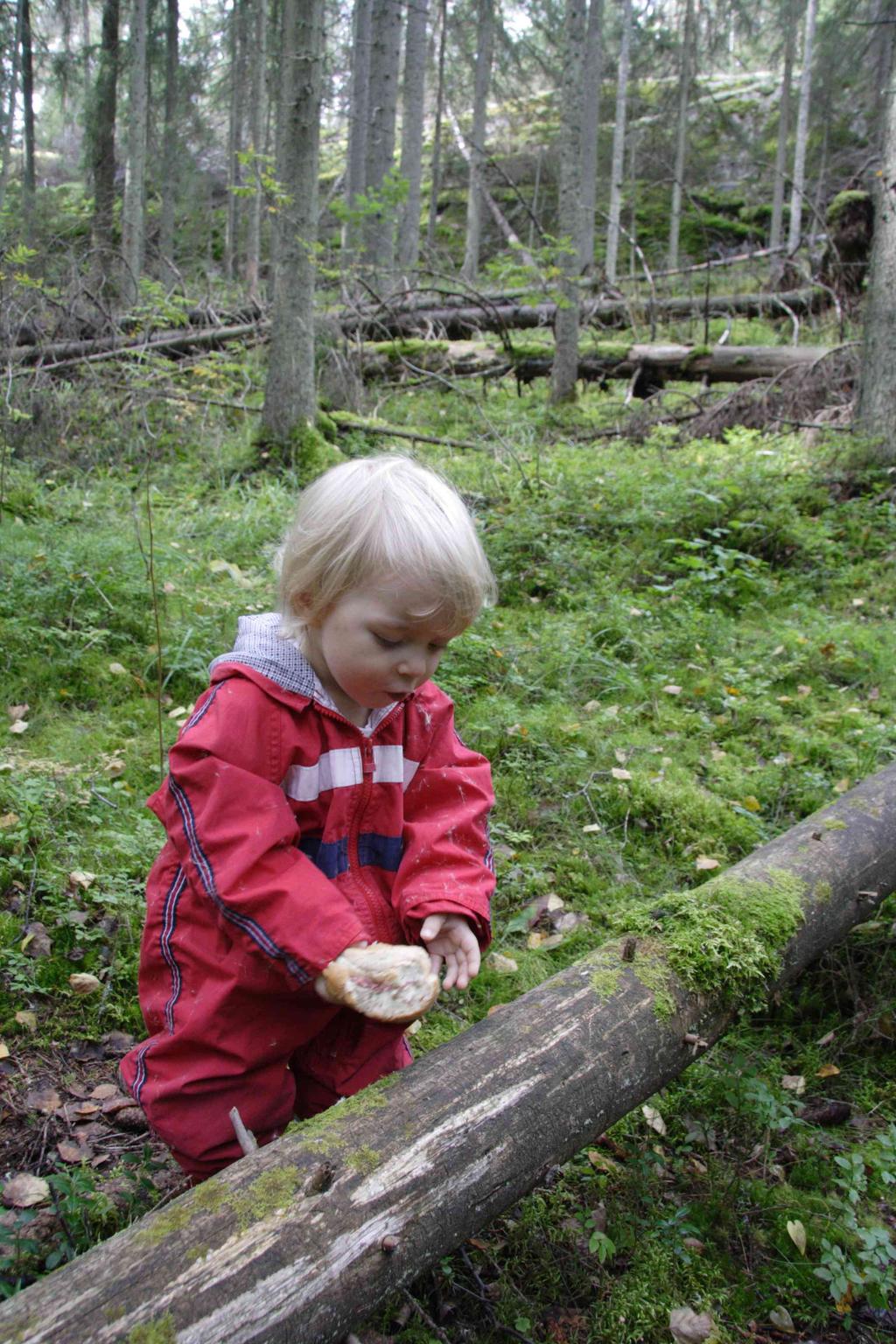 28 2.4.1 Metsänhoitosuunnitelmat Metsäsuunnitelma on tietyn omistajan metsille laadittu, yleensä l0-vuotinen hoitosuunnitelma.