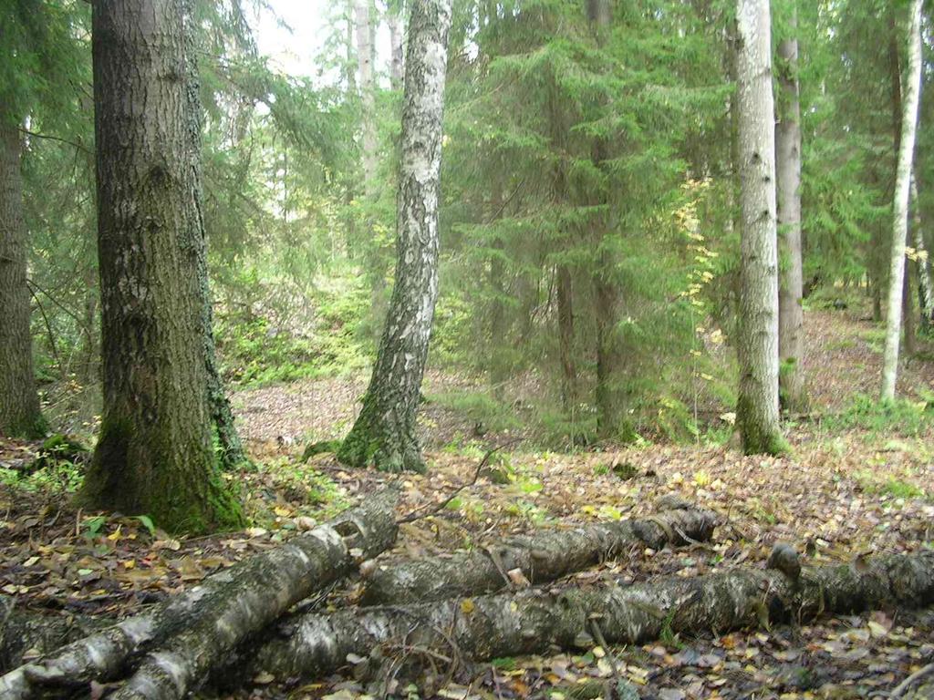 45 Harvennukset, siemenpuiden poisto ja avohakkuut ovat lähes aina haitaksi niin luonto- kuin virkistysarvoillekin.