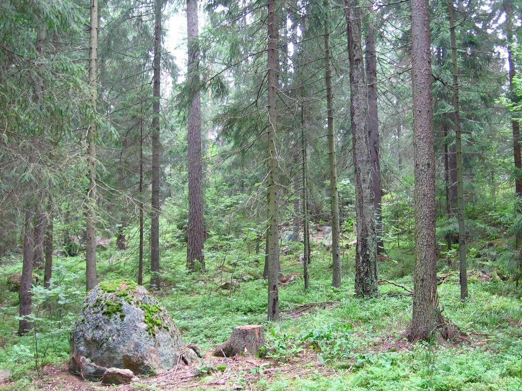 47 köissä kannattaa ohjata ihmisten kulkua ja luoda turvapaikkoja taimille kaatamalla muutamia puunrunkoja maahan suunnitellusti.