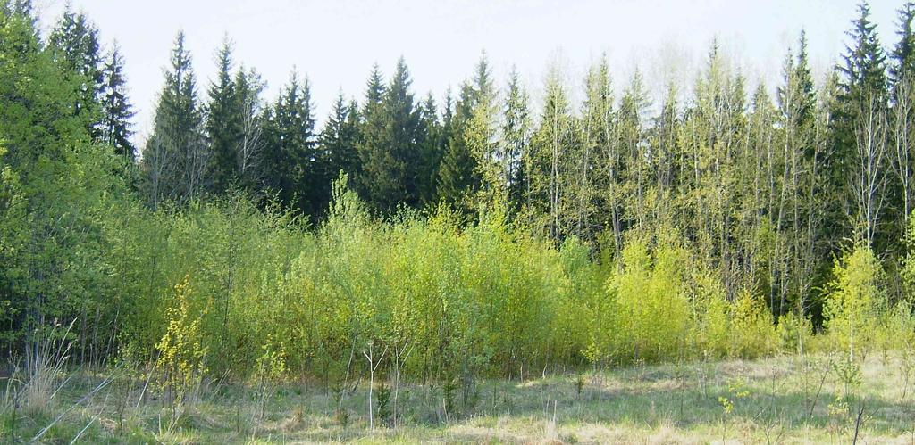 51 Kuntametsissä pelätään yleensä turhaan kaarnakuoriaisia tai lakia metsän hyönteis- ja sienituhojen torjunnasta.