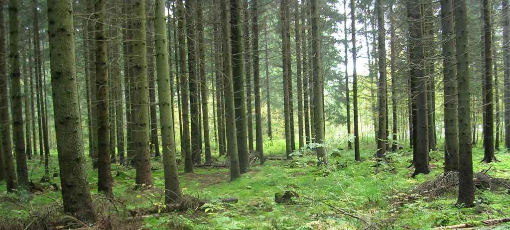 myöhässä. Kauempana niistä sijaitsevana metsän voi antaa kehittyä omaan tahtiinsa. Kuva: Luonto Liiton metsäryhmä.