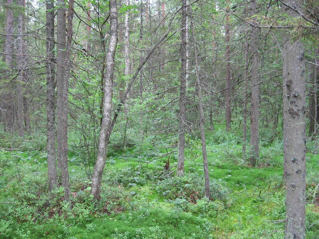 56 4 Hallittu metsätalous Monilla kunnilla on selkeitä talousmetsiä, joista saatavilla tuloilla on merkitystä kunnan taloudelle.