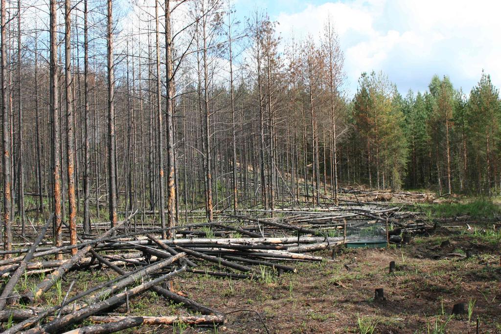67 Pystyyn kulotettu viljelymännikkö. Kuva: Antti Below. Kulottaminen Kulottaminen on suositeltavaa, kun se metsänuudistamisen yhteydessä on mahdollista.