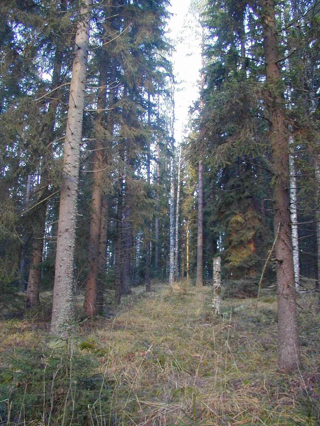 68 uskottavana ja tehokkaana talousmetsien luonnonhoidon laadun parantajana. Käytännössä nykyisen lainsäädännön noudattaminen täyttää valtaosan FFCS:n kriteereistä.