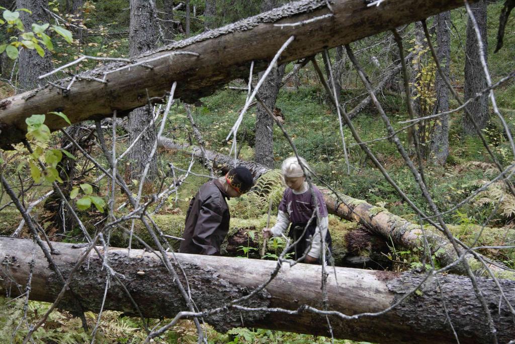 83 Kuva: Otso Ovaskainen. Metsätalous on metsäluontotyyppien yleisin uhanalaistumisen syy. Se on vaikuttanut sekä elinympäristöjen määrään että laatuun.