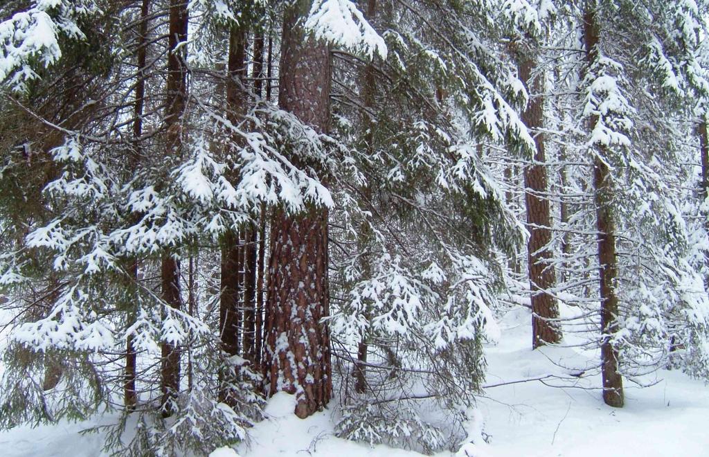 9 loin, kun vilkkaasti käytettyjen alueiden turvallisuus ja toimivuus sitä vaatii (tarkemmin 3.2). Hoitamalla kunnan talousmetsiä siten, että luontoarvot lisääntyvät niidenkin alueella.