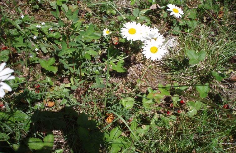 Luomusitoumus Sitoumus avomaan vihannesten viljelystä Tila voi antaa sitoumuksen pelkästään niistä lohkoista, joilla viljellään sitoumuskauden aikana avomaan vihanneksia Tilan muut lohkot voivat