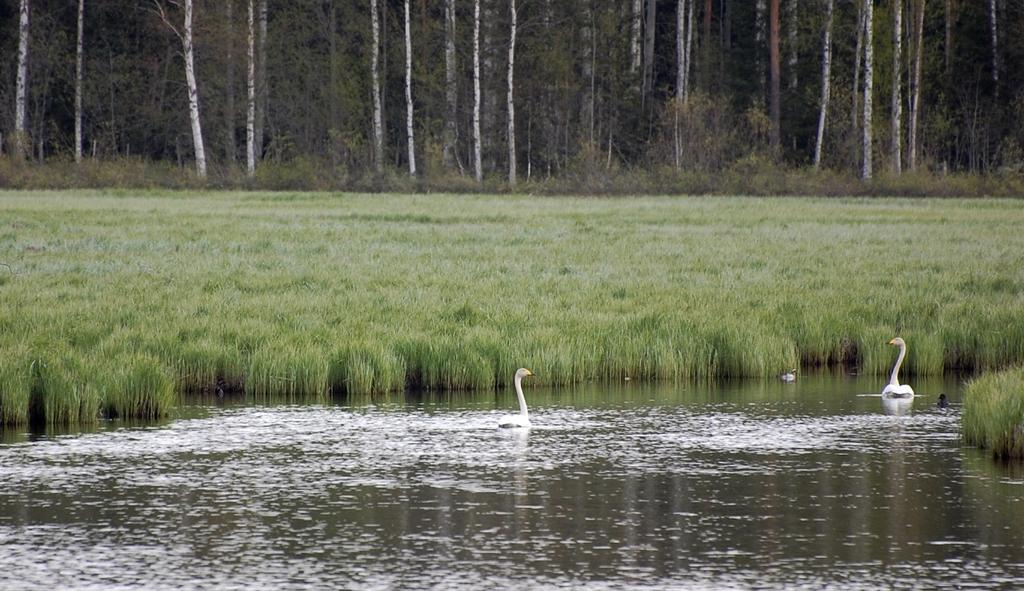 ja noin 10 m pitkä, länteen osoittava kallioseinämä, jonka päällä on pienialainen kalliomännikkö. Kuivunut sivu-uoma (kohde 2 liitekartassa) on soistunut kangaskorpimaiseksi.