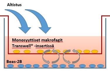 BEAS-2B-soluja viljeltiin aluksi BEGM-kasvatusliuoksessa (Bronchial Epithelial Growth Medium, Clonetics) viljelykaapissa (+37 C, 5 % CO 2).