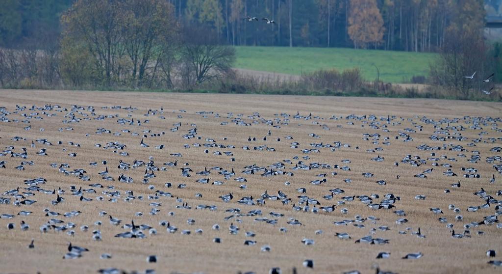 Lintujen aiheuttamat maataloushaitat ja niiden vähentäminen Teemu Lehtiniemi BirdLife
