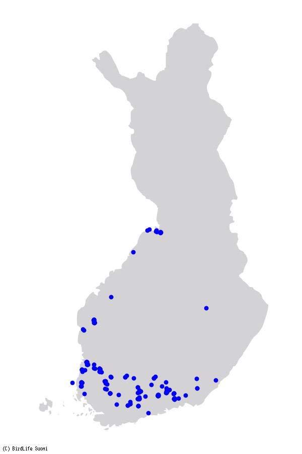 >1000 metsä- tai tundrahanhea kevät 2007 >1000 metsä-