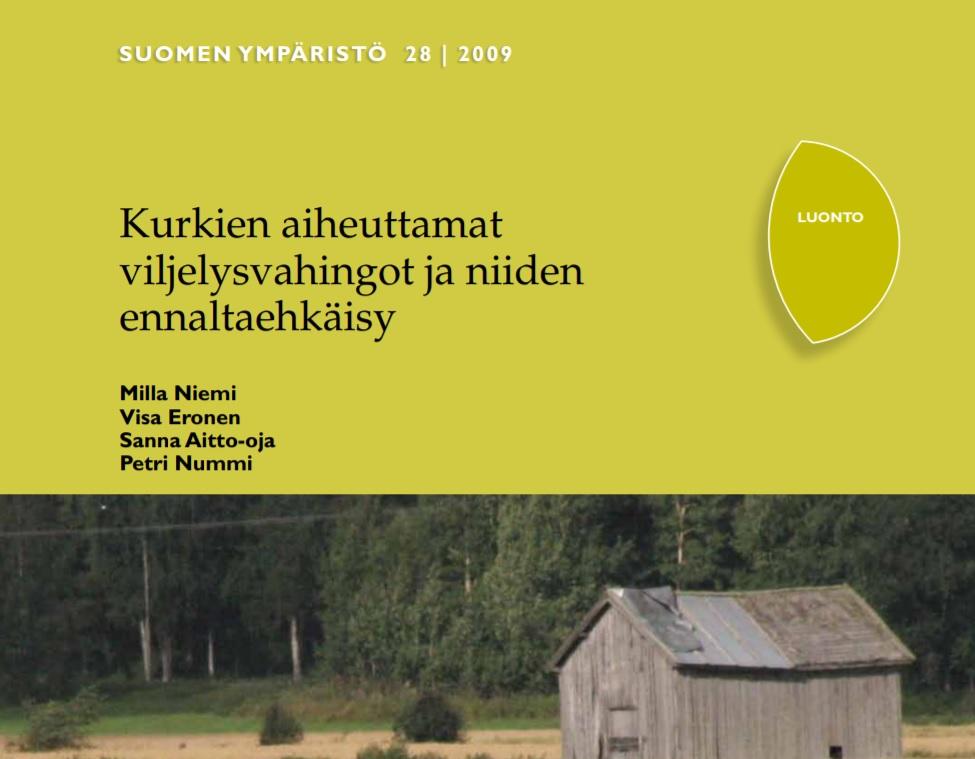 Kurjet Sama toimintamalli kuin hanhilla ja joutsenilla Ruokailevat myös puimattomilla pelloilla