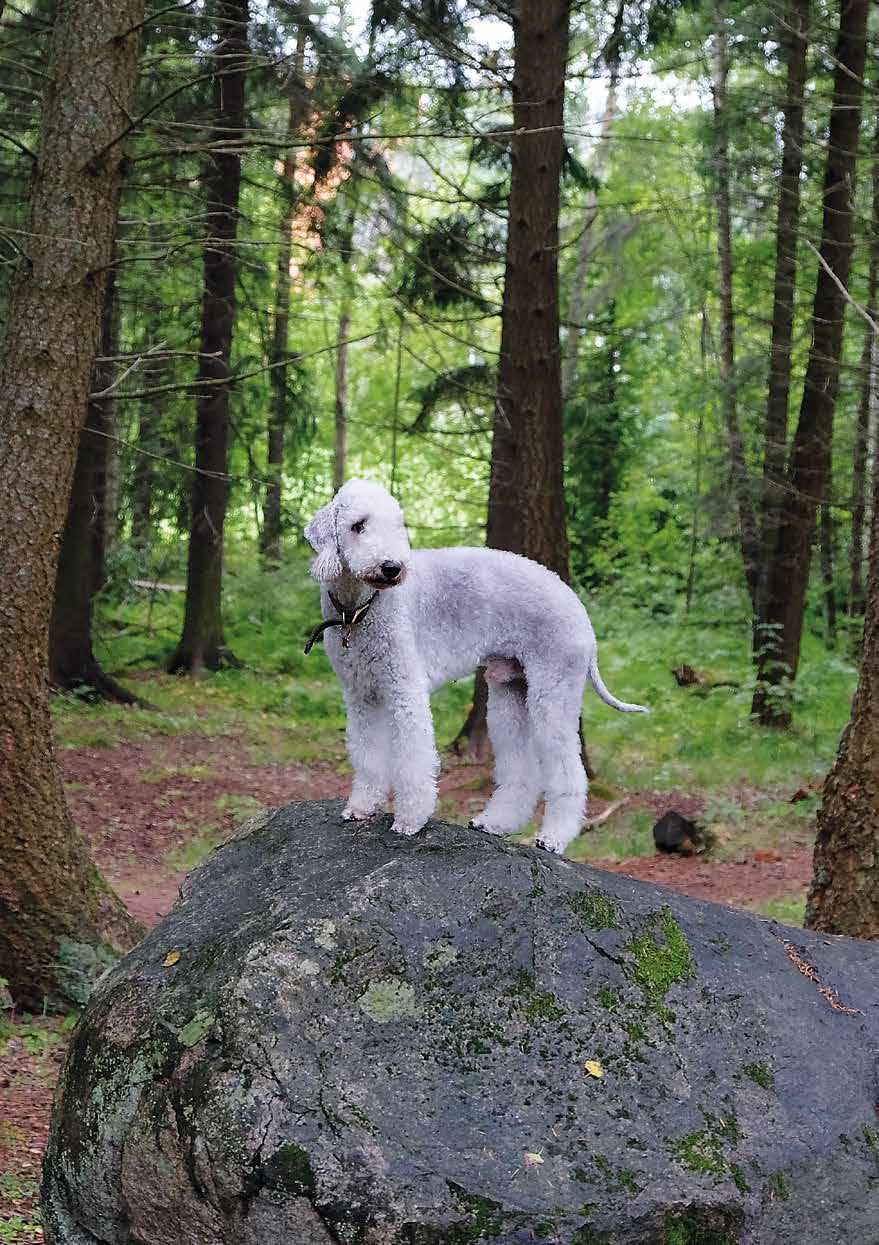 Bedlington
