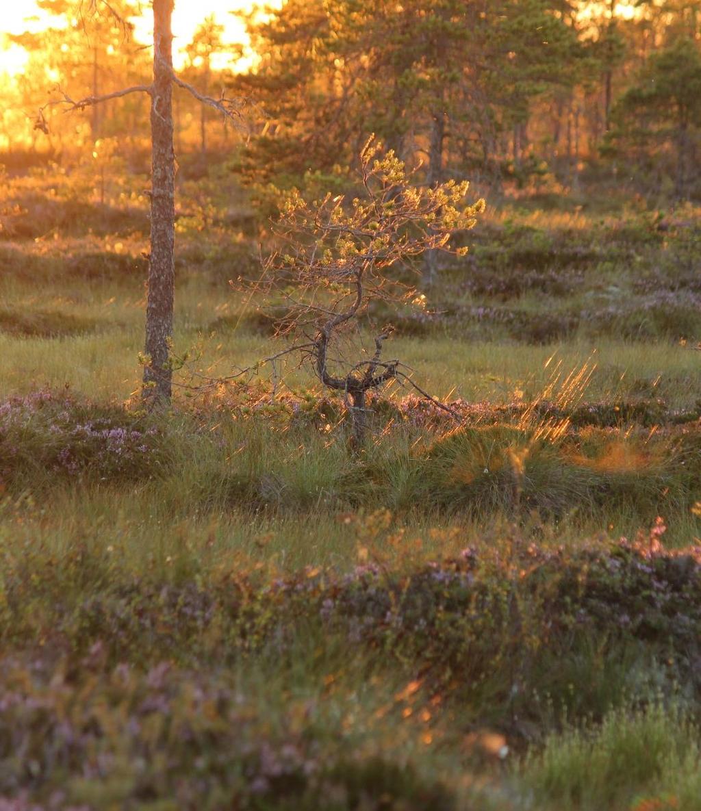 Luontoympäristö Palauttaa stressistä (elvyttää) Lisää fyysistä aktiivisuutta Parempi unirytmi Lisää psyykkistä hyvinvointia Lisää onnellisuutta Sosiaaliset vaikutukset, yhteisöllisyys ja