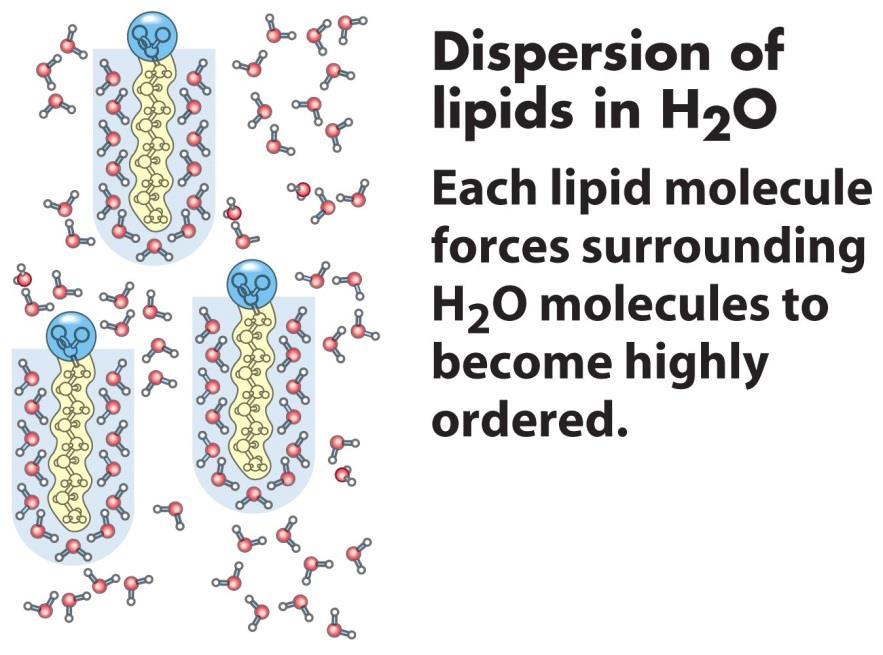 Hydrofobinen vuorovaikutus: Entrooppinen