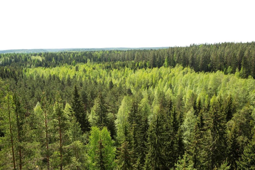Boreal Green Bioeconomy Head of thematic research programme: Antti Asikainen E-mail: antti.asikainen@luke.