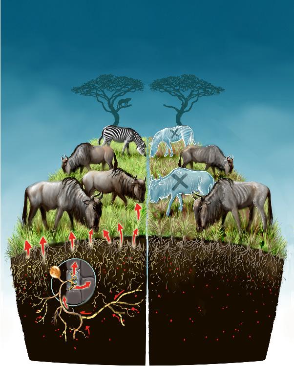 Luonnon ekosysteemit Artist s depiction of the Serengeti food web with normal AM (left) and a hypothetical food web without