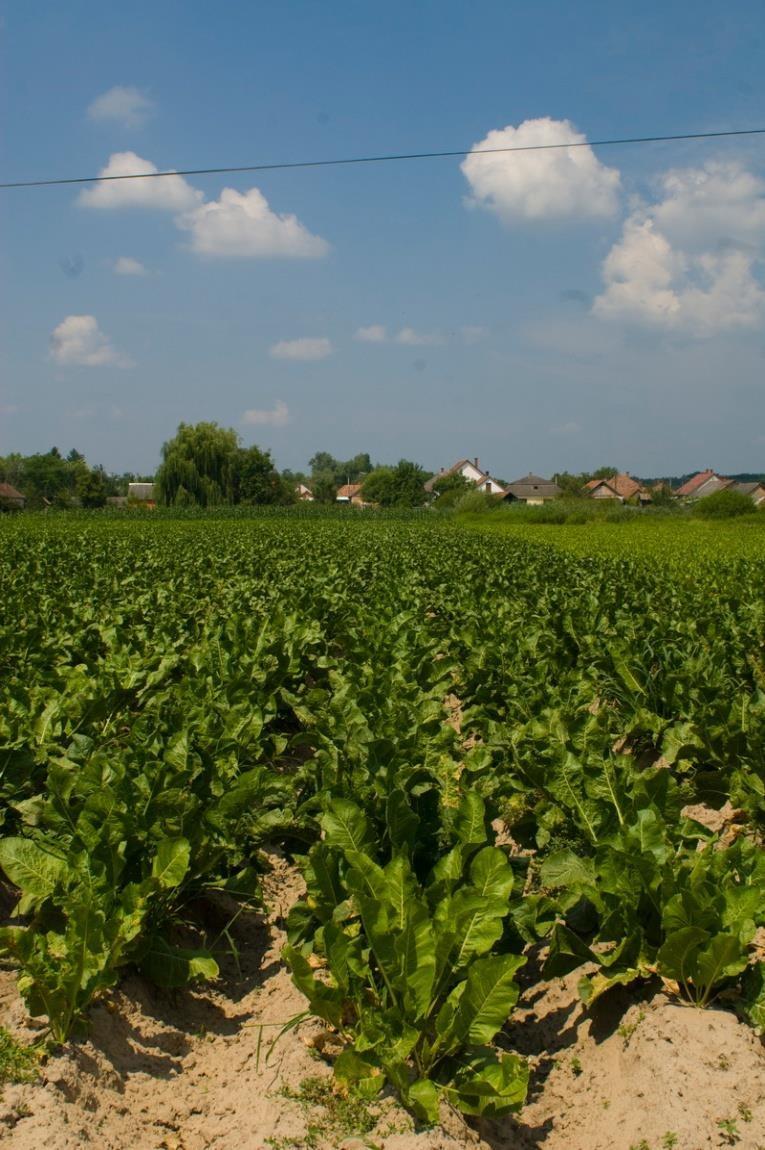 Piparjuuren teollisuusviljely Unkarissa Euroopan piparjuuri tuotteiden raakaaineen 50 %