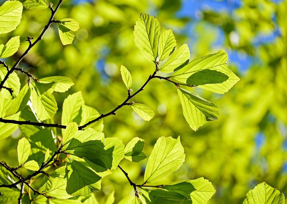 Tulorekisterin kaksivaiheinen toteutus Palkat