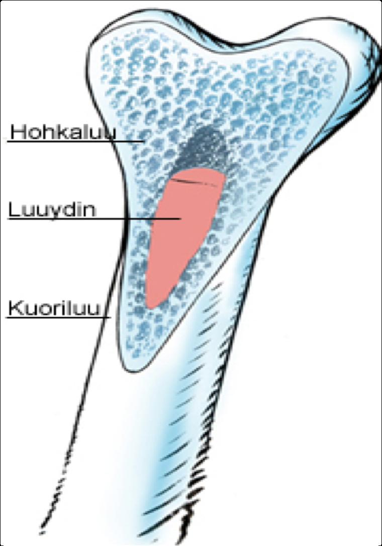 LUUN RAKENNE Kuva: Esa Vehmassalo Kuoriluu (pitkien luiden varsiosat ja luiden pintaosat) ohenee ikääntyessä Hohkaluu (luiden
