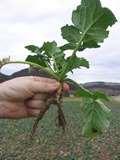 Biodieseliä, bioöljyä puoltaa Valkuaisrehun tarve Viljelyn monipuolistamistarve,