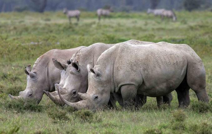 2019 Nairobi - Lake Naivasha - Crescent Island - Hell's