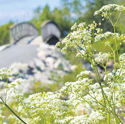 3 Kiikeli on metsä keskellä kaupunkia Merellinen Kiikelin lähimetsä on ollut jo vuosikymmeniä kemiläisten suosima urbaani virkistysalue, jossa todentuu teollisuuden ja paikallisten asukkaiden