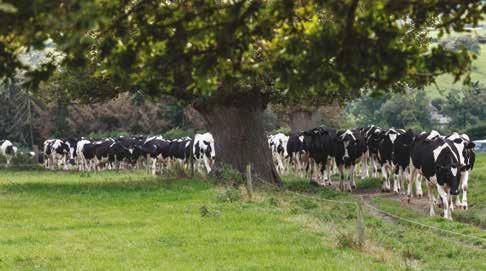 Lehmän terveyden jatkuvaa silmälläpitoa Jos lehmä muuttaa syöntitottumustaan tai muuttuu laiskaksi, hälytys lähetetään