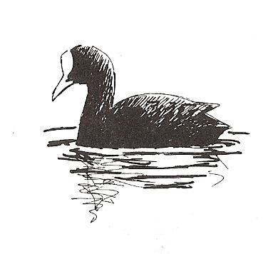 pikkulokki. Pikkulokit kerääntyvät surviaissääskienjahtiin kuun puolivälissä. Pyykösjärvellä on lepatellut enimmillään 19.5.1988 peräti 1270 pikkulokkia.