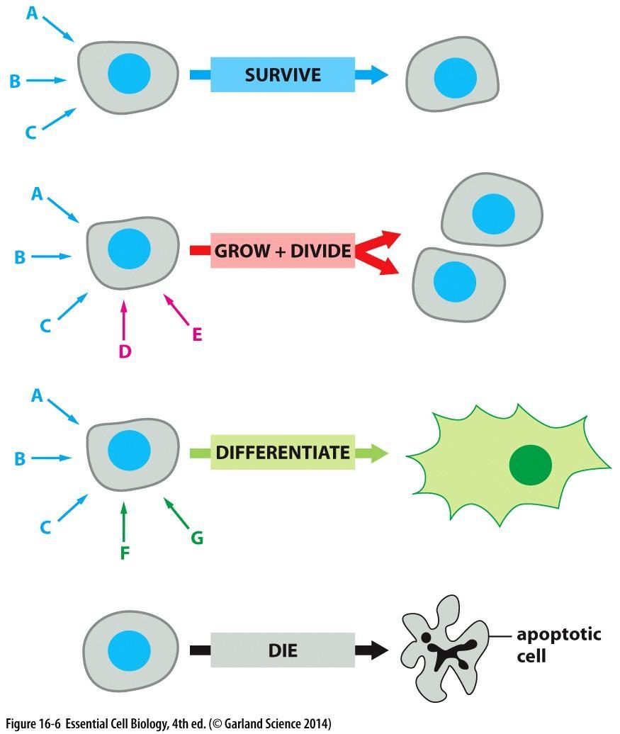 Erilaiset yhdistelmät signaalimolekyylejä -> erilaiset reaktiot kohdesolussa GENERAL PRINCIPLES OF CELL SIGNALING Signals Can Act over a Long or Short Range Each Cell Responds to a Limited Set of