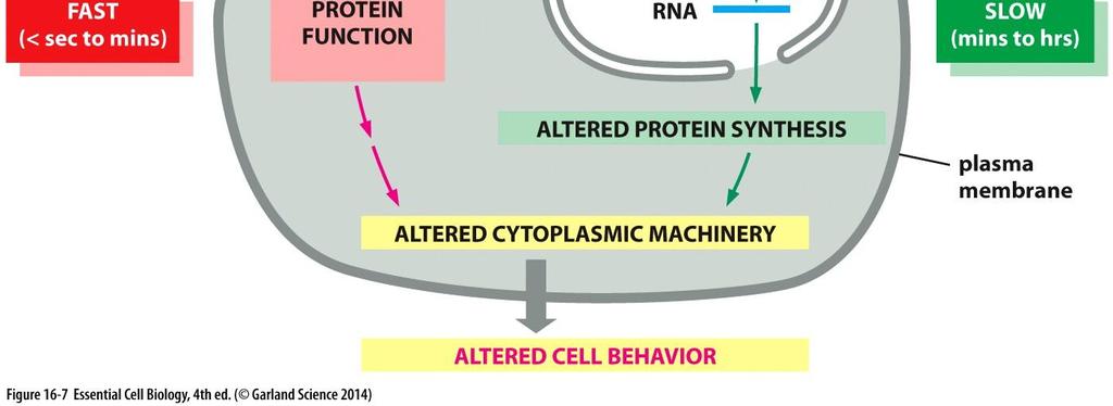 Response to a Signal Can Be Fast or Slow Some Hormones Cross the Plasma Membrane and Bind to