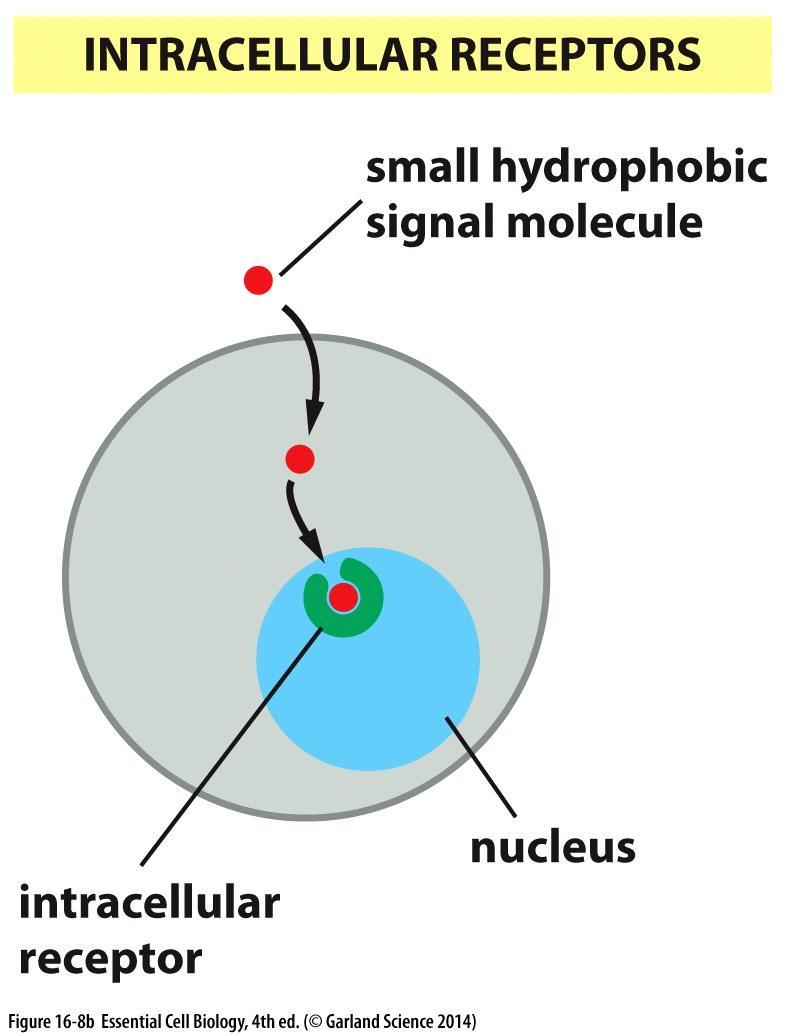 Intracellular receptors: Intracellular receptors are receptors located inside the cell rather than on its cell membrane.